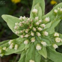 Giant Butterbur